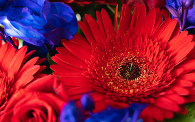 Fiori per San Petronio: la tradizione floreale a Bologna