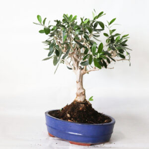 bonsai bologna olivo