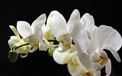 Orchidee a Bologna: tutto quello che devi sapere