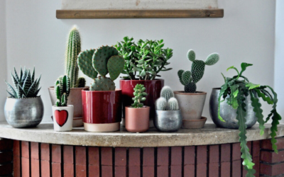 Piante grasse a Bologna: le tipologie